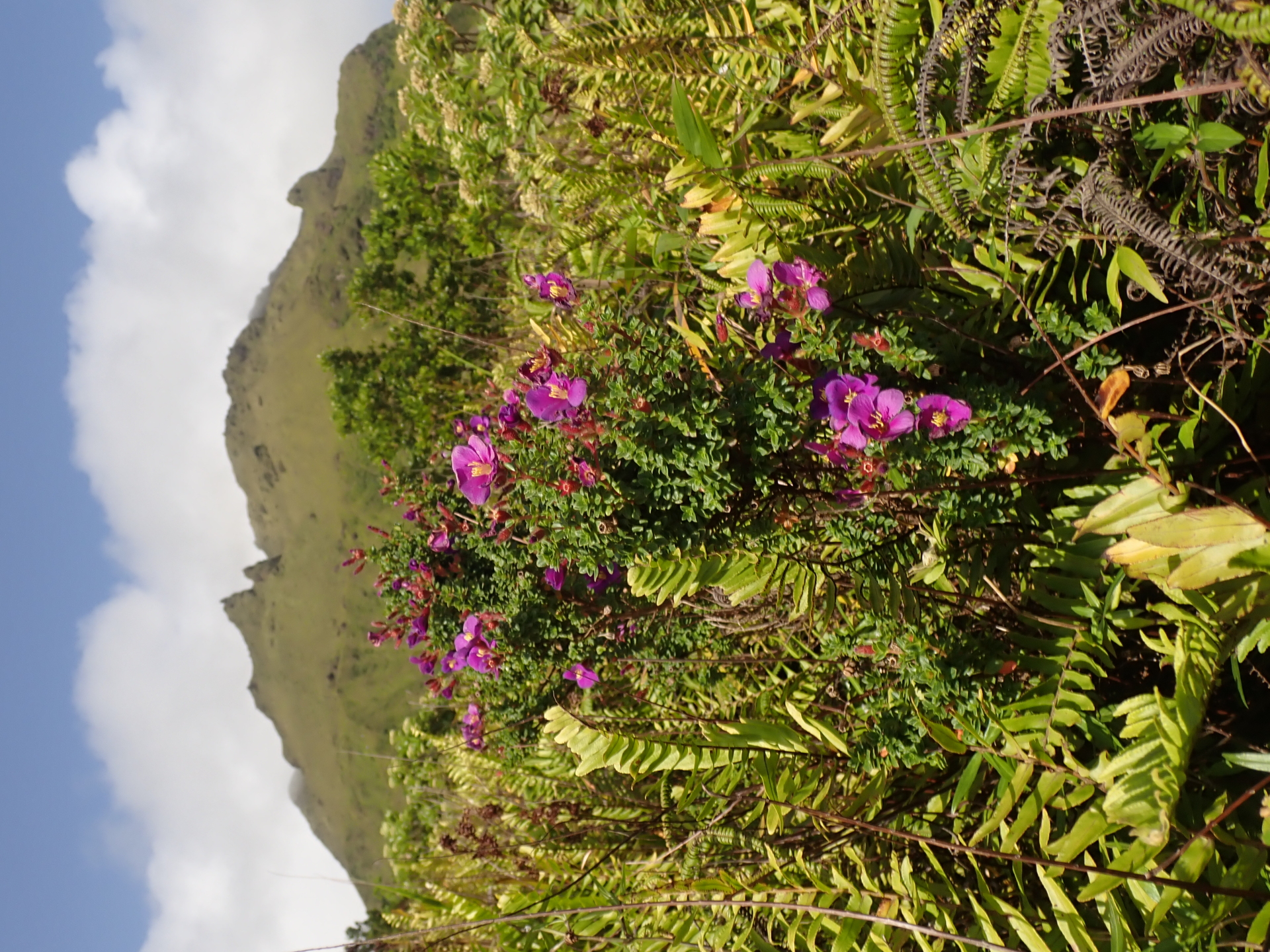 Chaetogastra chamaecistus Griseb. - Photo Bivouac Naturaliste